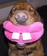 Simply Funny Pictures